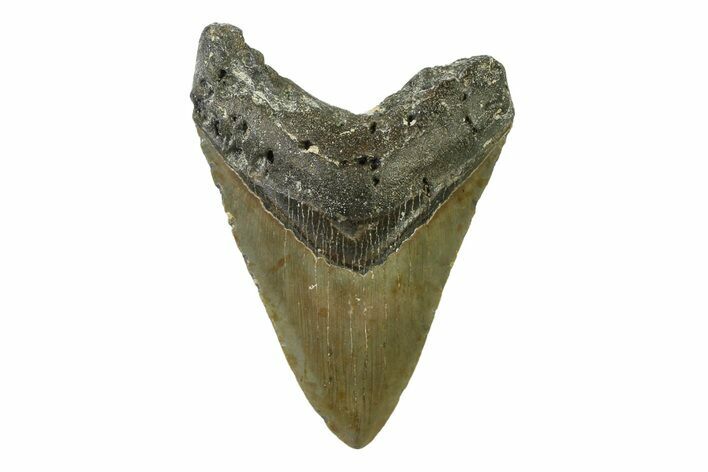Serrated, Fossil Megalodon Tooth - North Carolina #338473